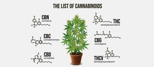 What Are The Benefits of THCA, THC-JD, THC-P & HHC-P?-NYC Glass